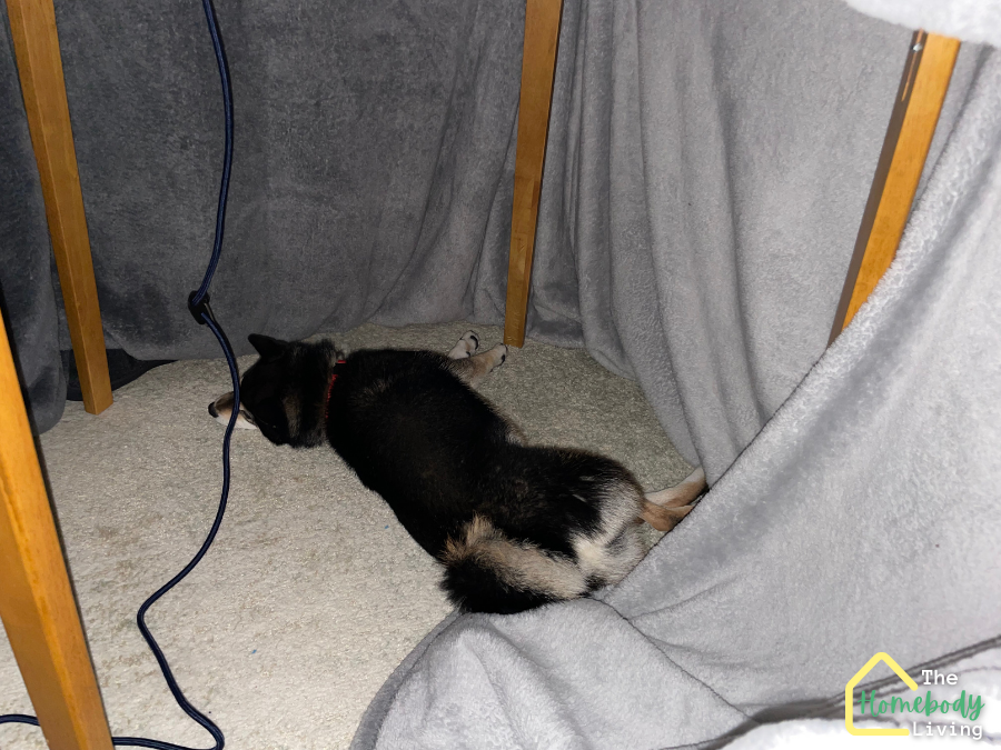 My dog Oreo is sleeping under the kotatsu table