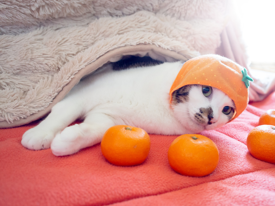 snacking tangerines under the kotatsu table